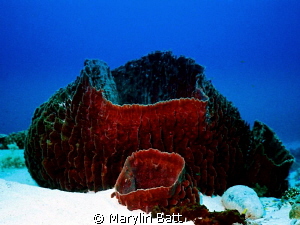 Huge sponge complex at Tubbataha. by Marylin Batt 